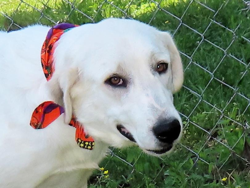 Lacey  7162, an adoptable Great Pyrenees, Akbash in Rogers, AR, 72758 | Photo Image 1