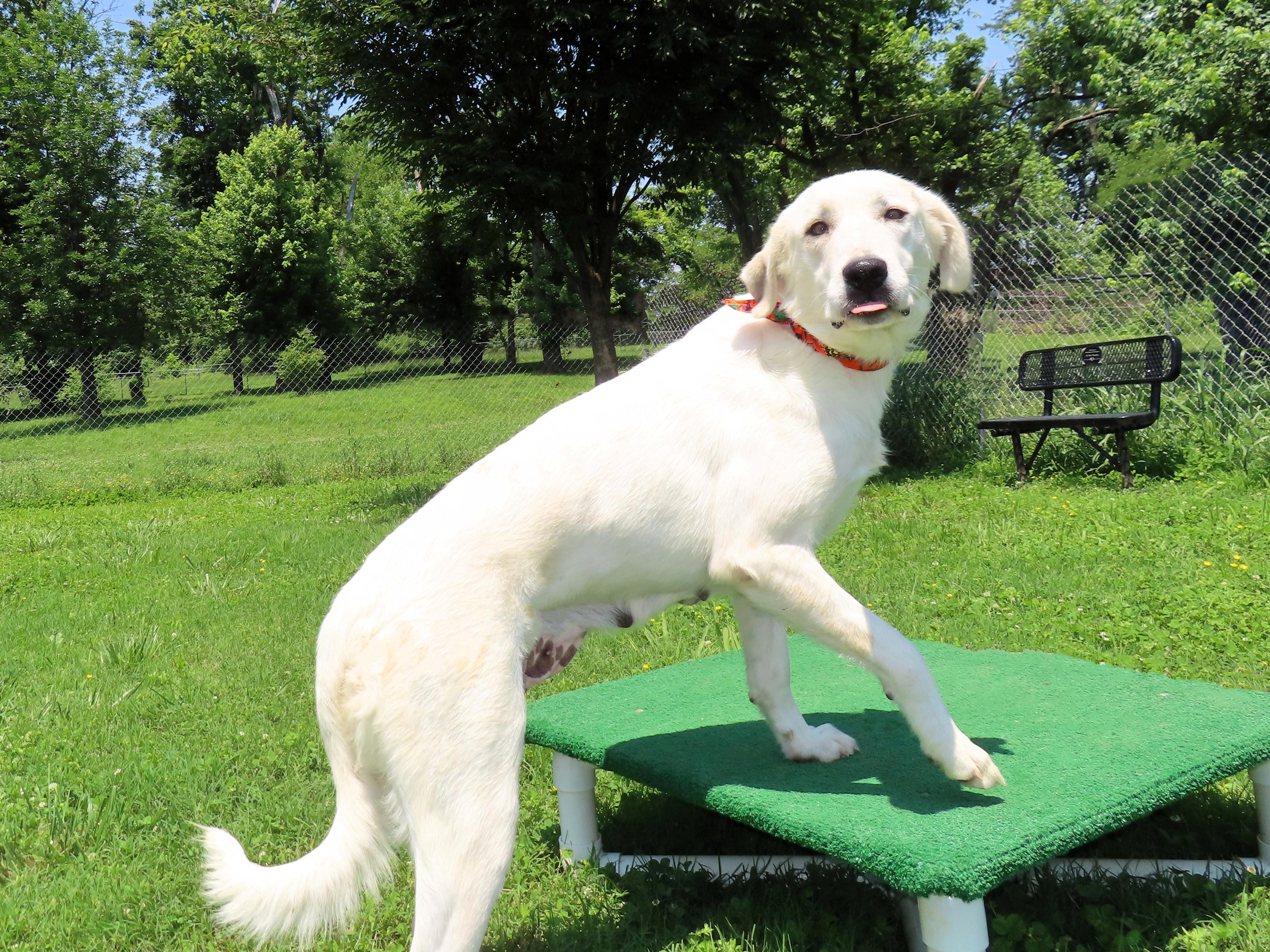 Lacey  7162, an adoptable Great Pyrenees, Akbash in Rogers, AR, 72758 | Photo Image 2
