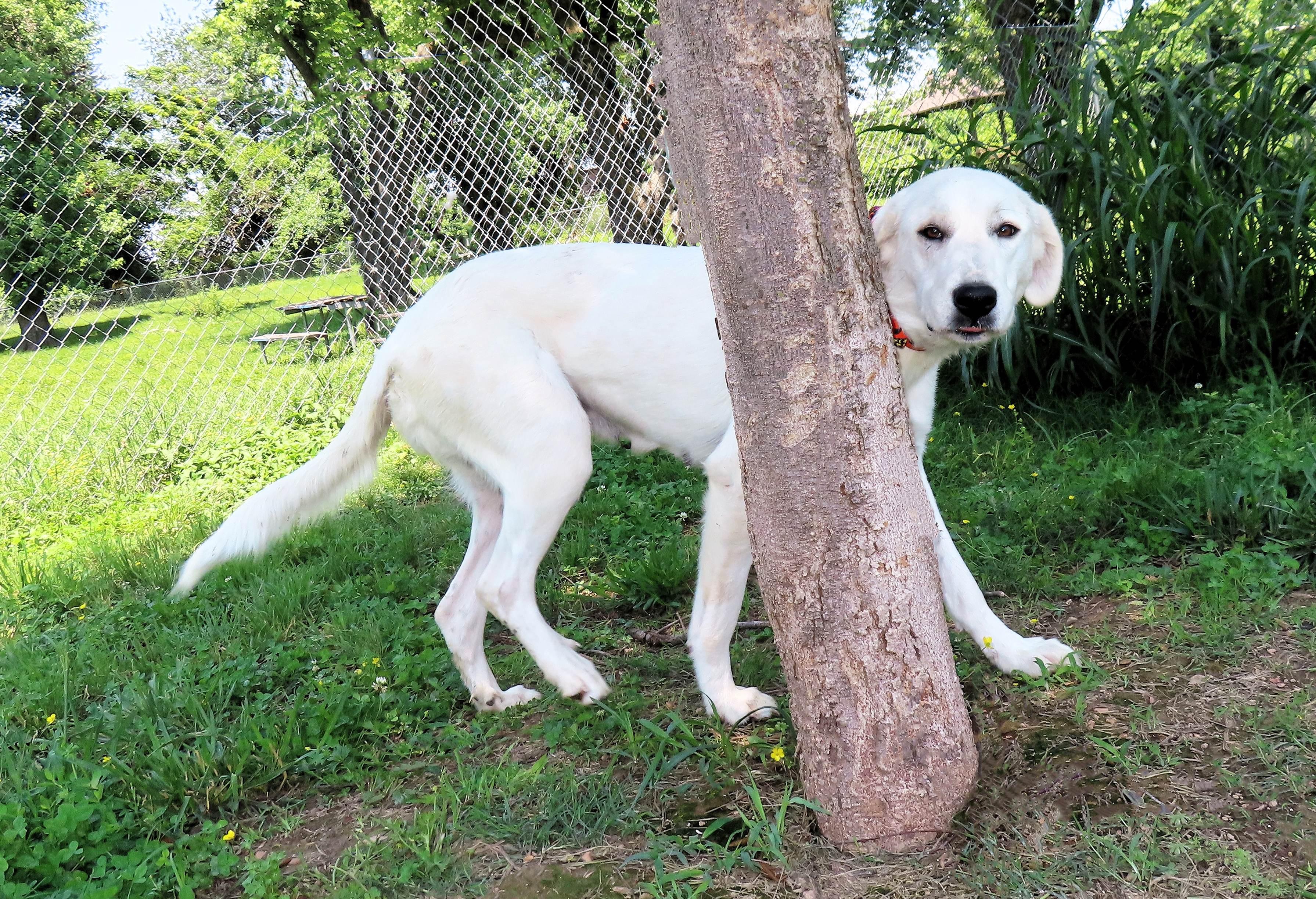 Lacey  7162, an adoptable Great Pyrenees, Akbash in Rogers, AR, 72758 | Photo Image 4