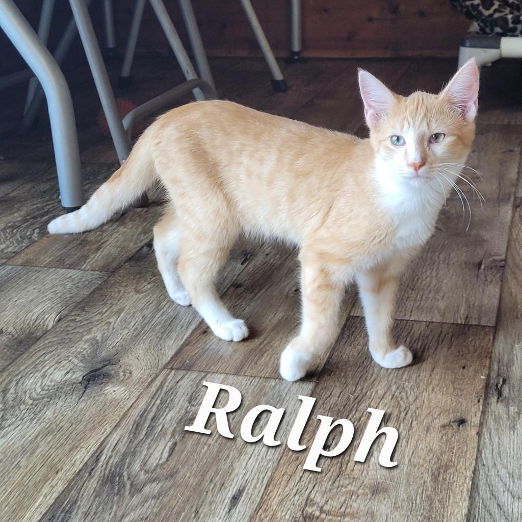 Enlarge Ralph (Feral kitten)_6, a Adoptable Domestic Short Hair in Liberty, IN image 1/1