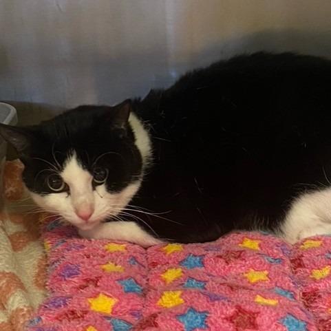 Bilbo, Adoptable, Adult Male Domestic Short Hair.