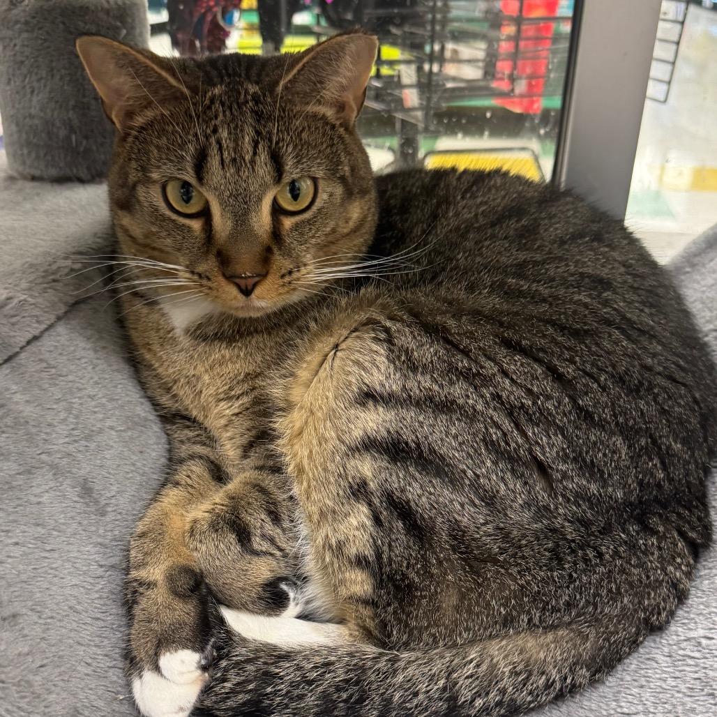 Gunna, Adoptable, Adult Male Domestic Short Hair.