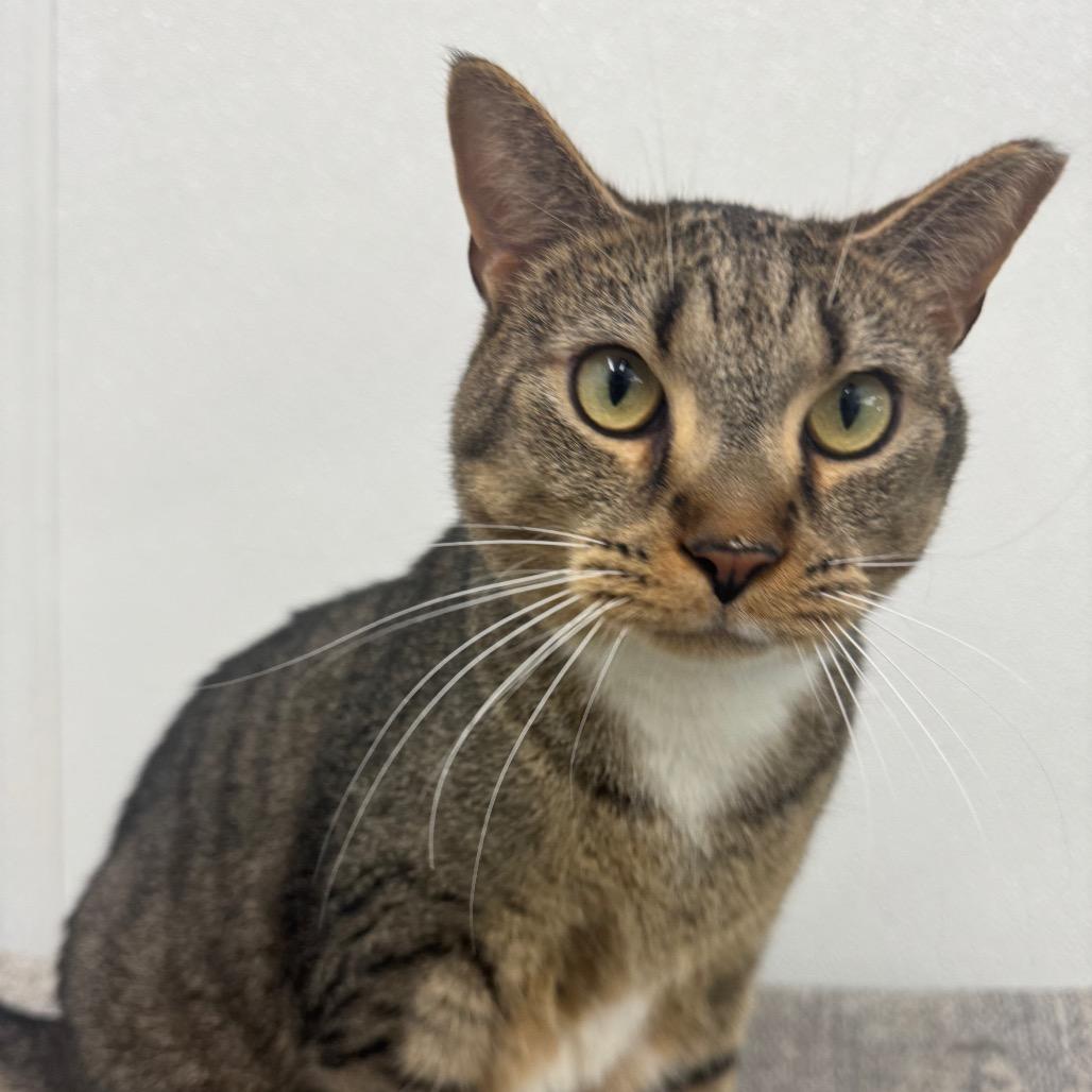 Enlarge Gunna, a Adoptable Domestic Short Hair in Hamburg, NY image 2/5
