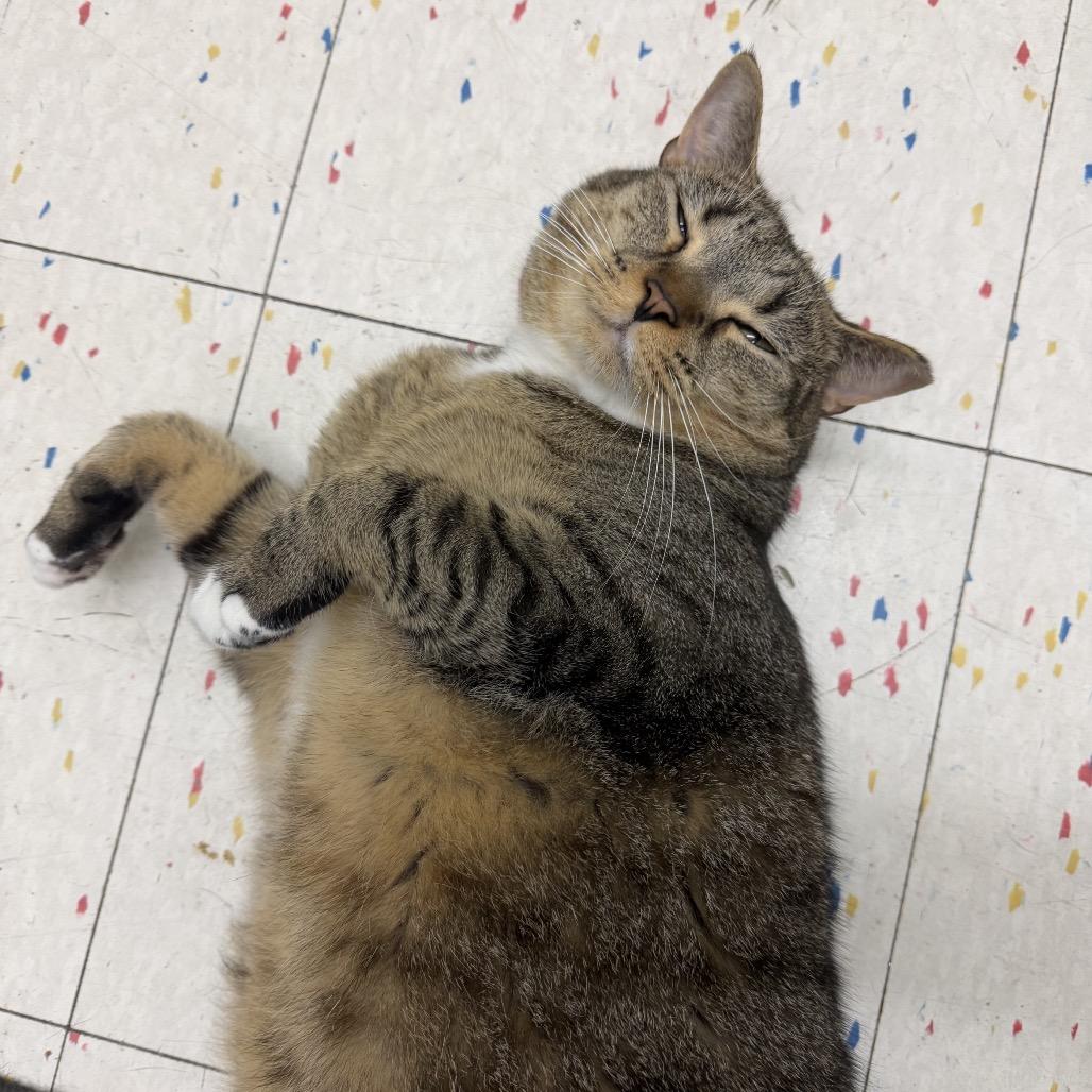 Enlarge Gunna, a Adoptable Domestic Short Hair in Hamburg, NY image 3/5