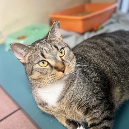 Enlarge Gunna, a Adoptable Domestic Short Hair in Hamburg, NY image 4/5