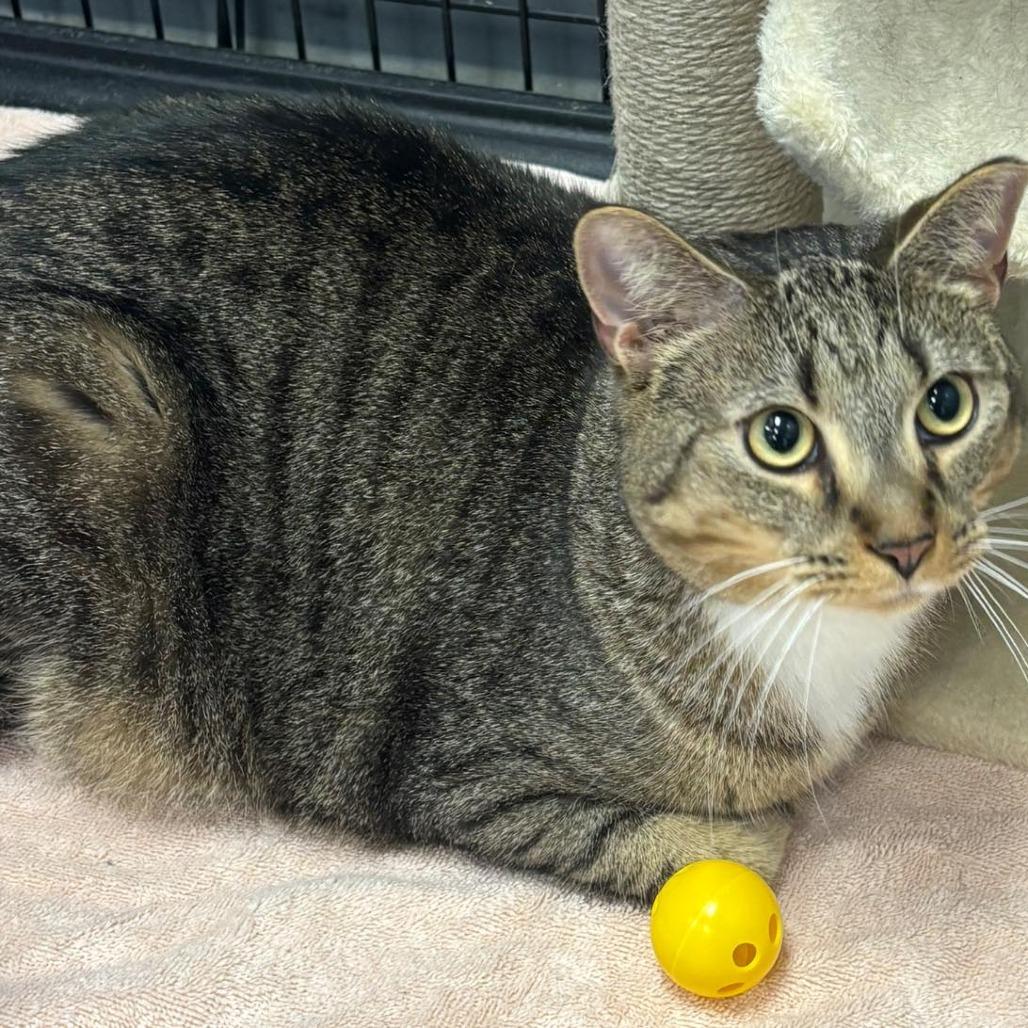 Enlarge Gunna, a Adoptable Domestic Short Hair in Hamburg, NY image 5/5