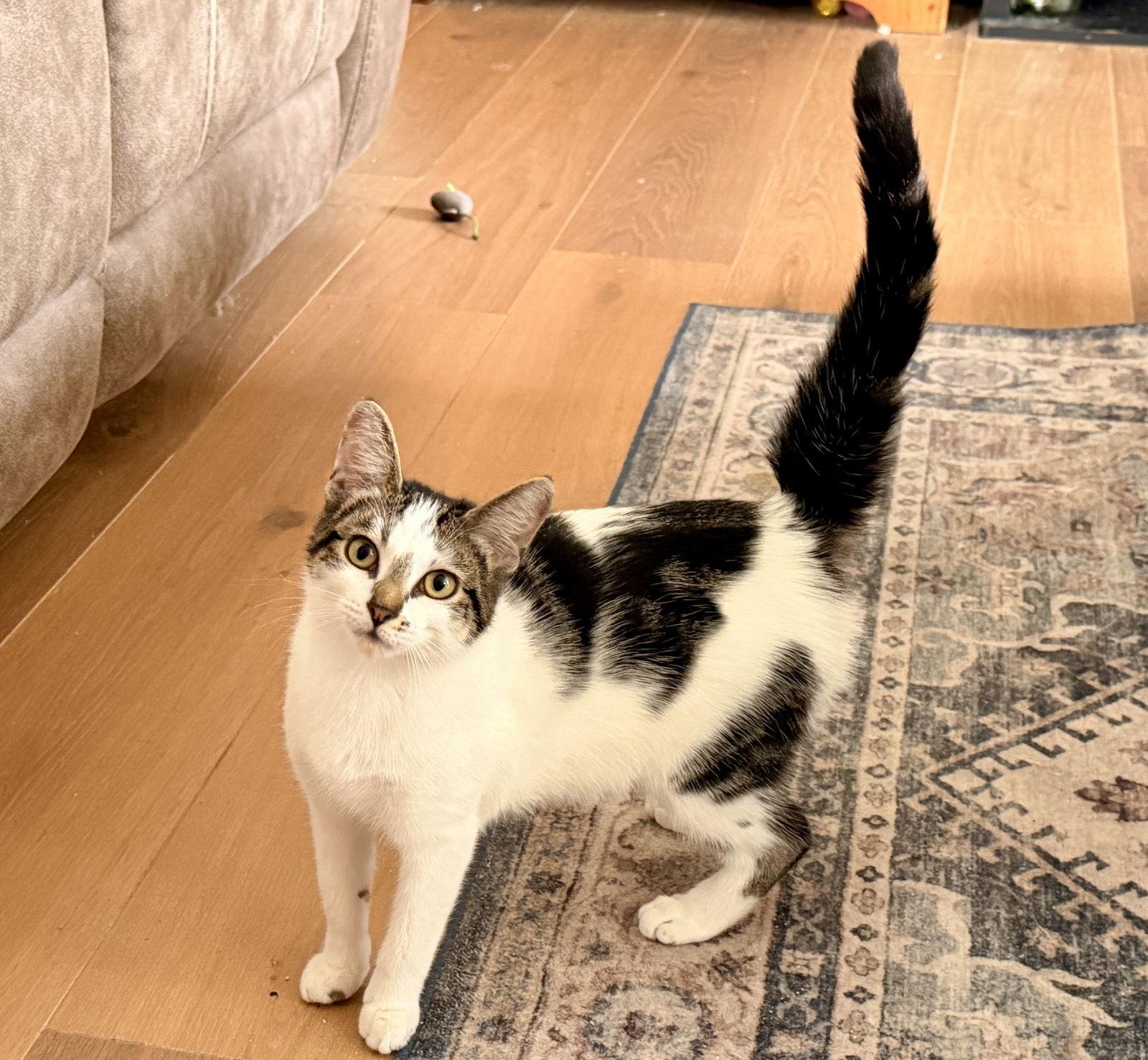 Zelda *BONDED* with Bowser, Adoptable, Kitten Female Domestic Short Hair.