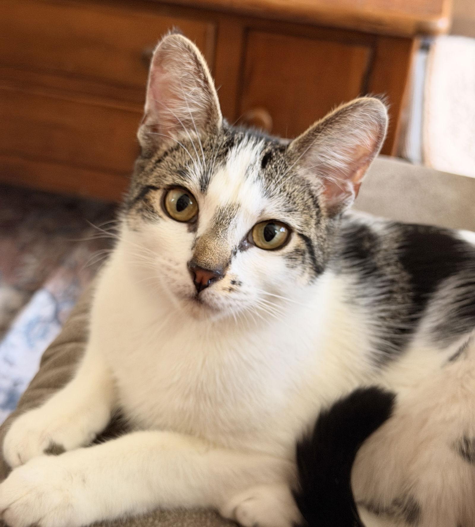 Zelda *BONDED* with Bowser, a Adoptable Domestic Short Hair in Sanford, FL image 3/3