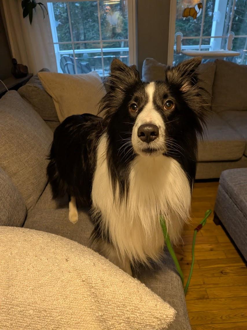 Enlarge QUINN, a ADOPTABLE Shetland Sheepdog / Sheltie in Portland, ME image 5/6