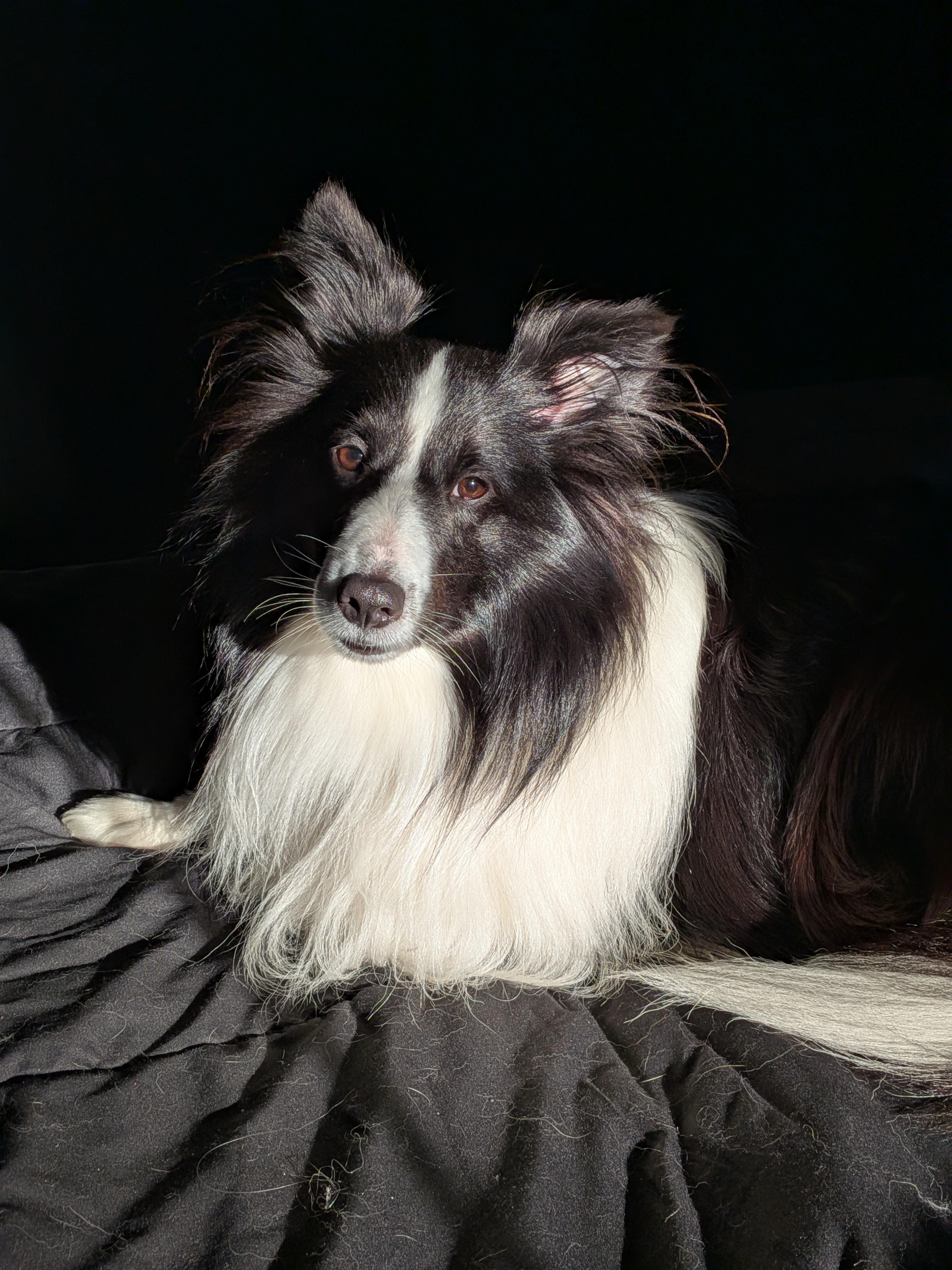 QUINN, ADOPTABLE, Young Male Shetland Sheepdog / Sheltie.