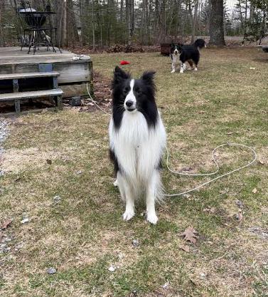 Enlarge QUINN, a ADOPTABLE Shetland Sheepdog / Sheltie in Portland, ME image 2/6