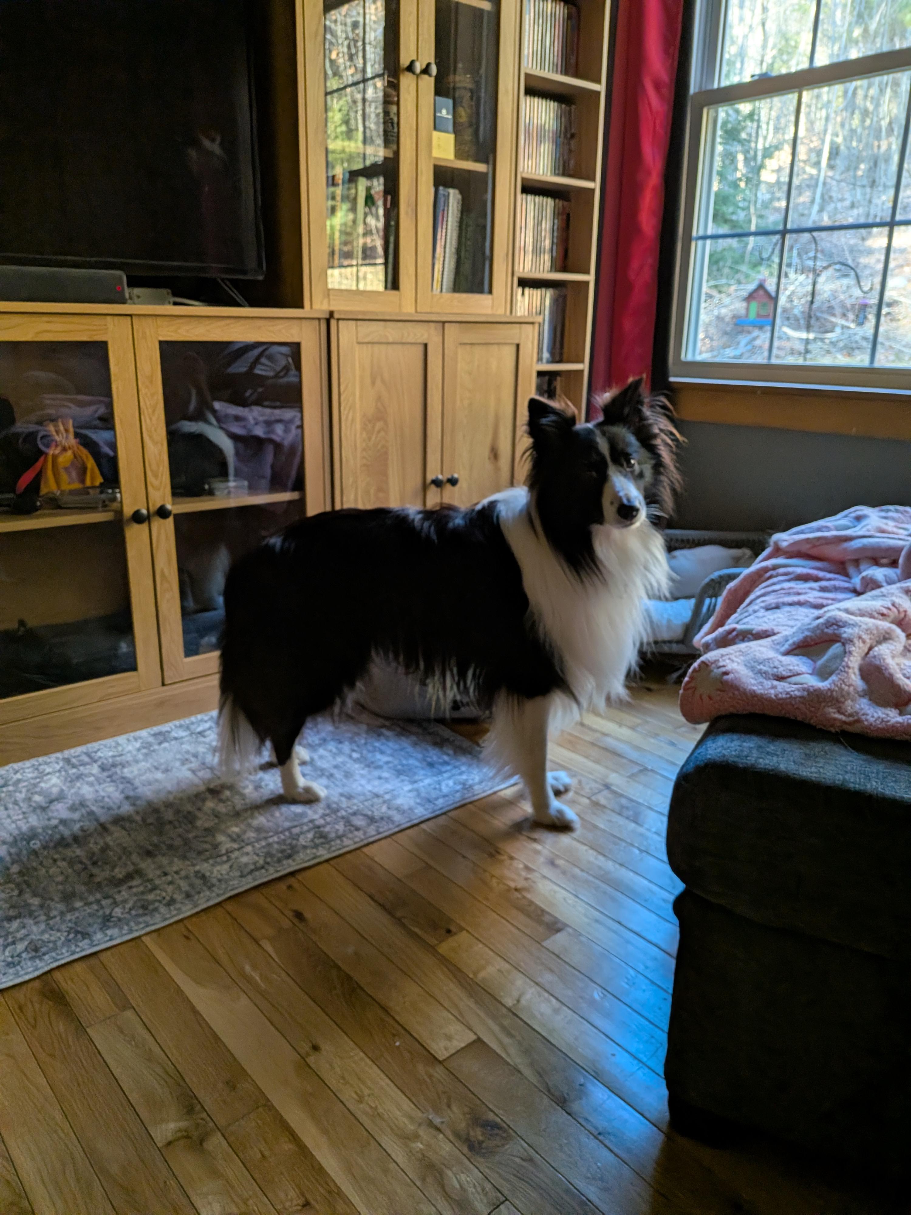 Enlarge QUINN, a ADOPTABLE Shetland Sheepdog / Sheltie in Portland, ME image 4/6