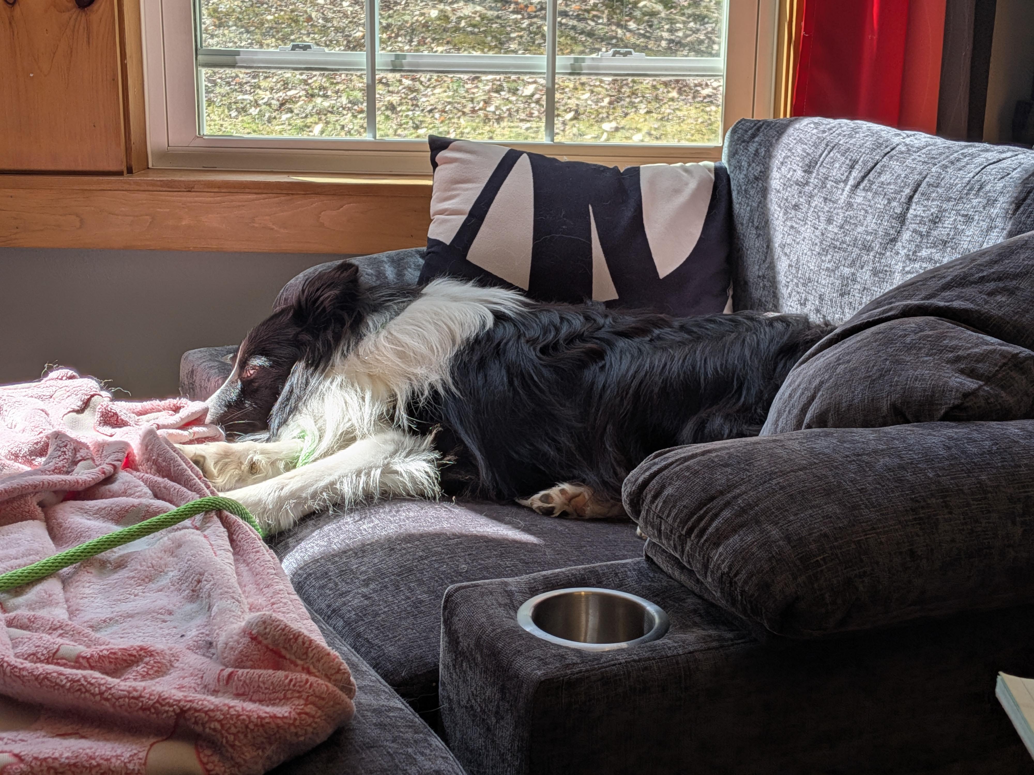 Enlarge QUINN, a ADOPTABLE Shetland Sheepdog / Sheltie in Portland, ME image 6/6