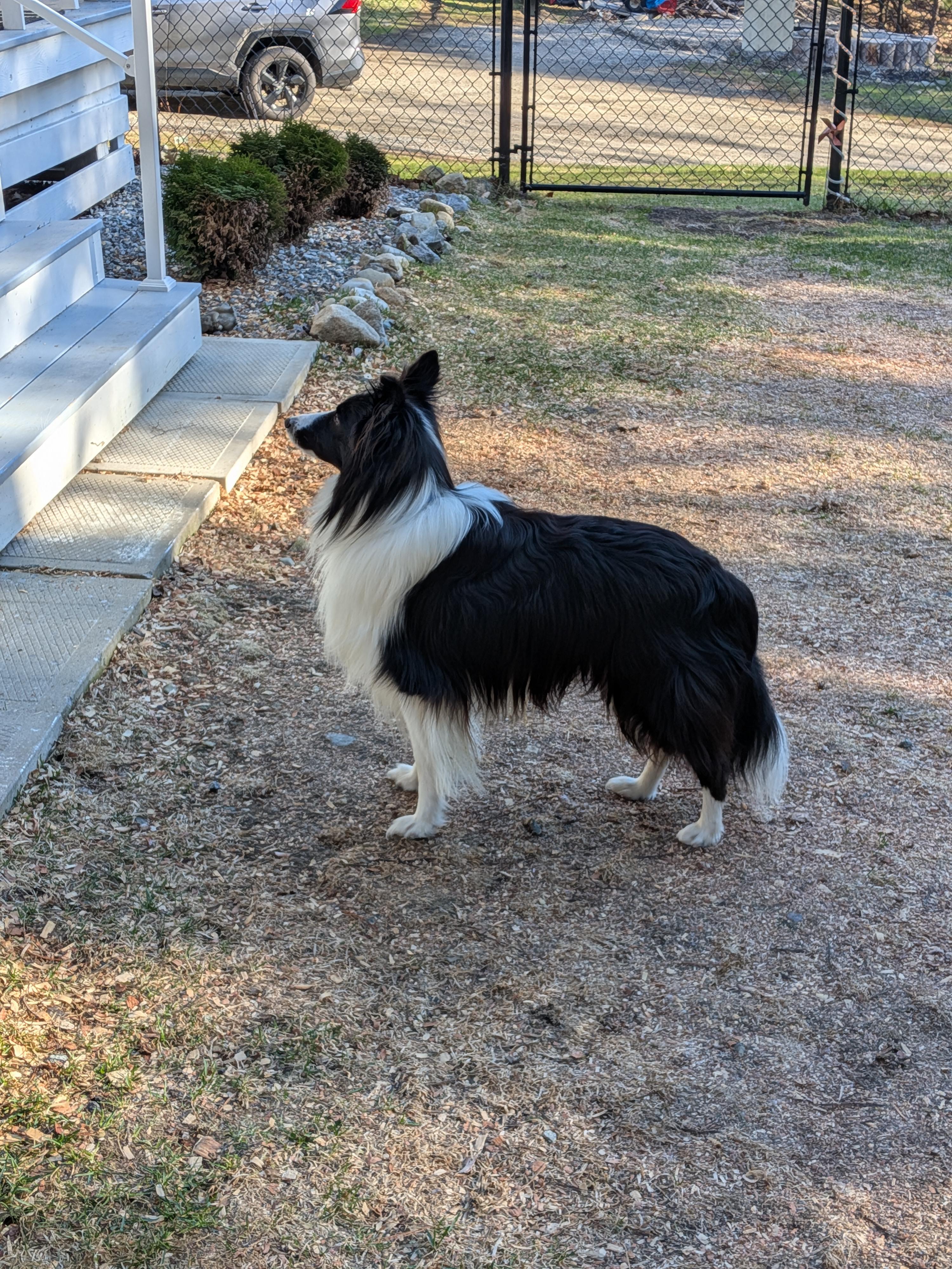 Enlarge QUINN, a ADOPTABLE Shetland Sheepdog / Sheltie in Portland, ME image 3/6