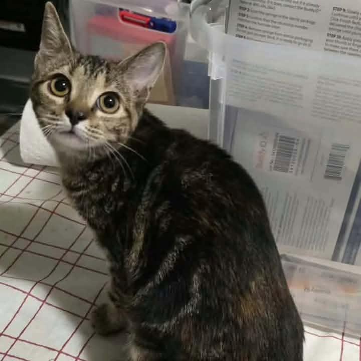 Enlarge Snickerdoodle, a Adoptable Domestic Short Hair in Madison, WI image 1/2