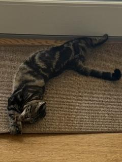 Enlarge Cricket, a Adoptable Domestic Short Hair in Novato, CA image 6/6