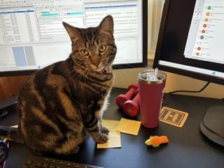 Enlarge Cricket, a Adoptable Domestic Short Hair in Novato, CA image 2/6