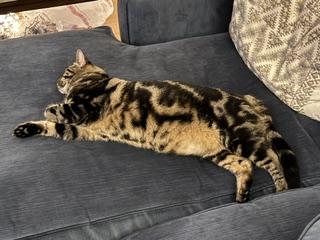 Enlarge Cricket, a Adoptable Domestic Short Hair in Novato, CA image 3/6