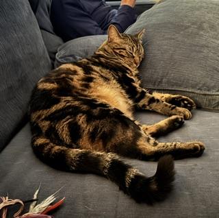 Cricket, Adoptable, Young Female Domestic Short Hair.