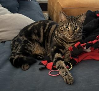 Enlarge Cricket, a Adoptable Domestic Short Hair in Novato, CA image 5/6