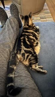 Enlarge Cricket, a Adoptable Domestic Short Hair in Novato, CA image 4/6