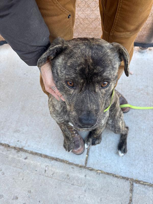 Diesel **Courtesy Post. Out of town pet. See below for details**, a Adoptable Pit Bull Terrier in Eagle, ID image 3/4