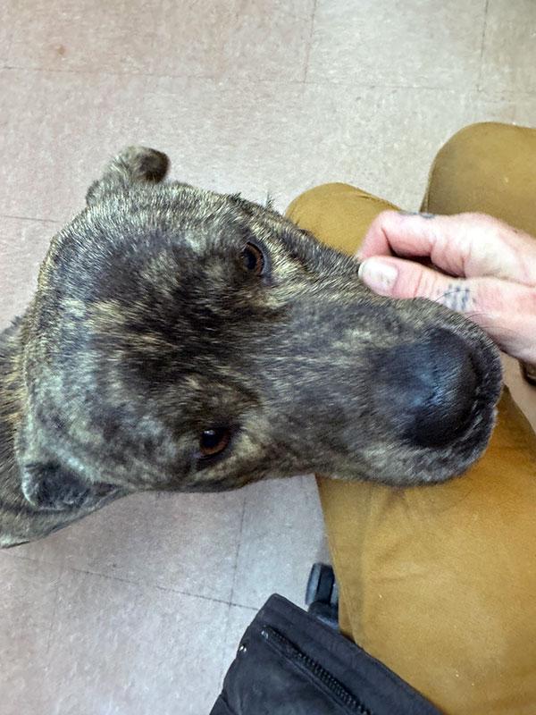 Diesel **Courtesy Post. Out of town pet. See below for details**, a Adoptable Pit Bull Terrier in Eagle, ID image 2/4