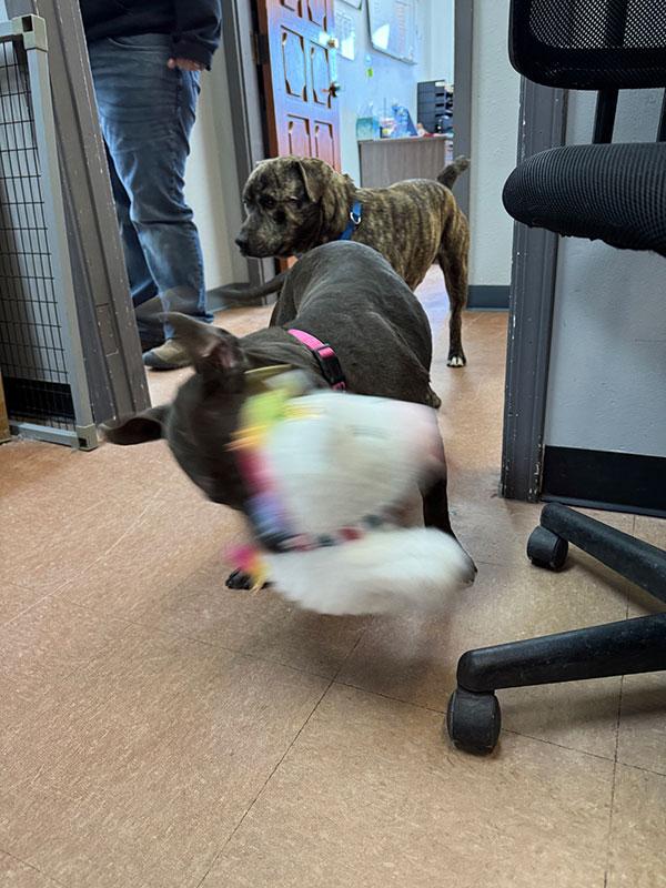 Diesel **Courtesy Post. Out of town pet. See below for details**, a Adoptable Pit Bull Terrier in Eagle, ID image 4/4