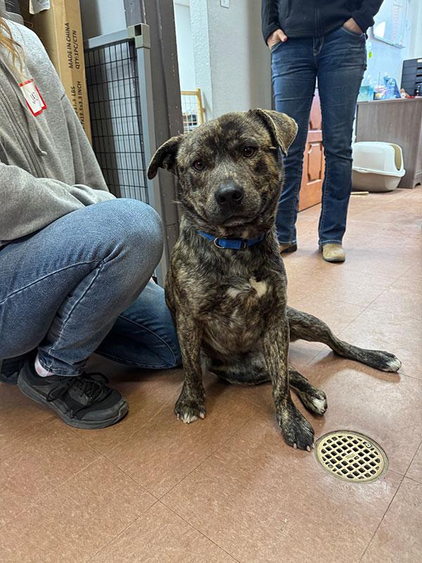 Diesel **Courtesy Post. Out of town pet. See below for details**, a Adoptable Pit Bull Terrier in Eagle, ID image 1/4