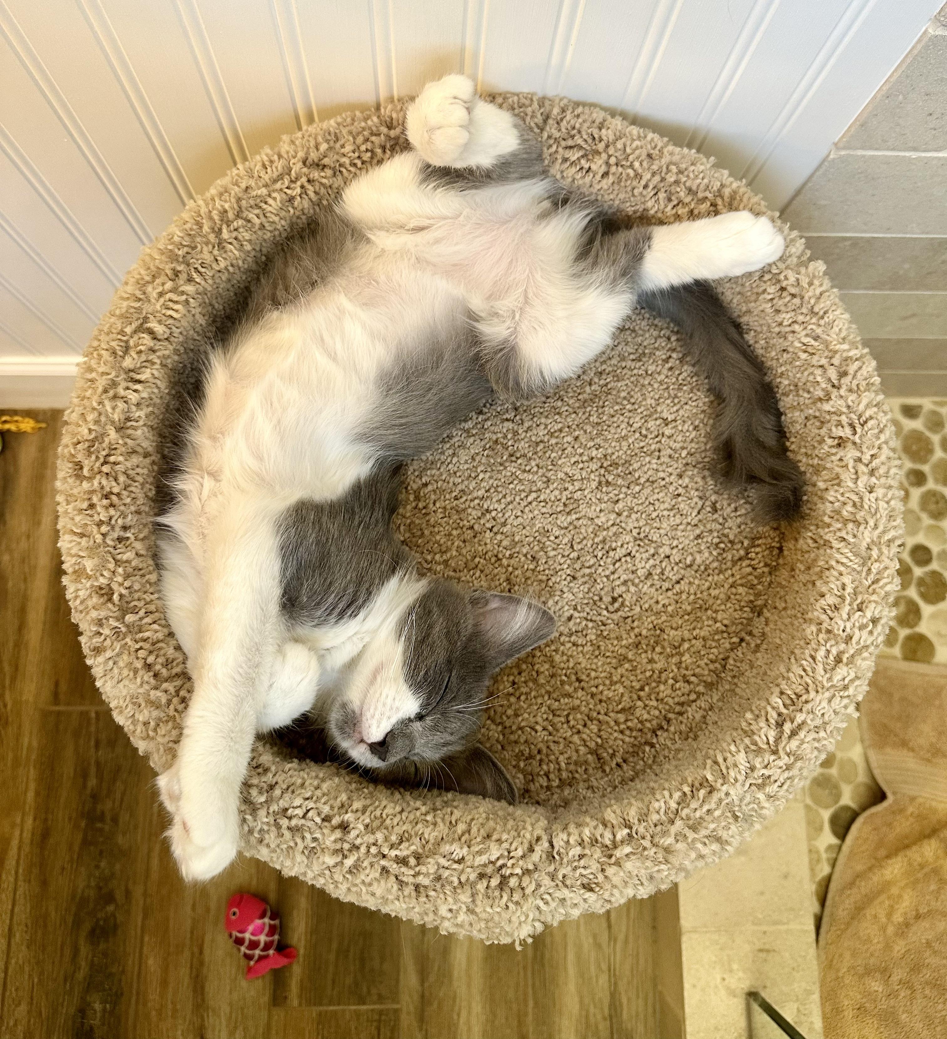 Enlarge Figgy, a Adoptable Domestic Short Hair in Chandler, AZ image 3/4