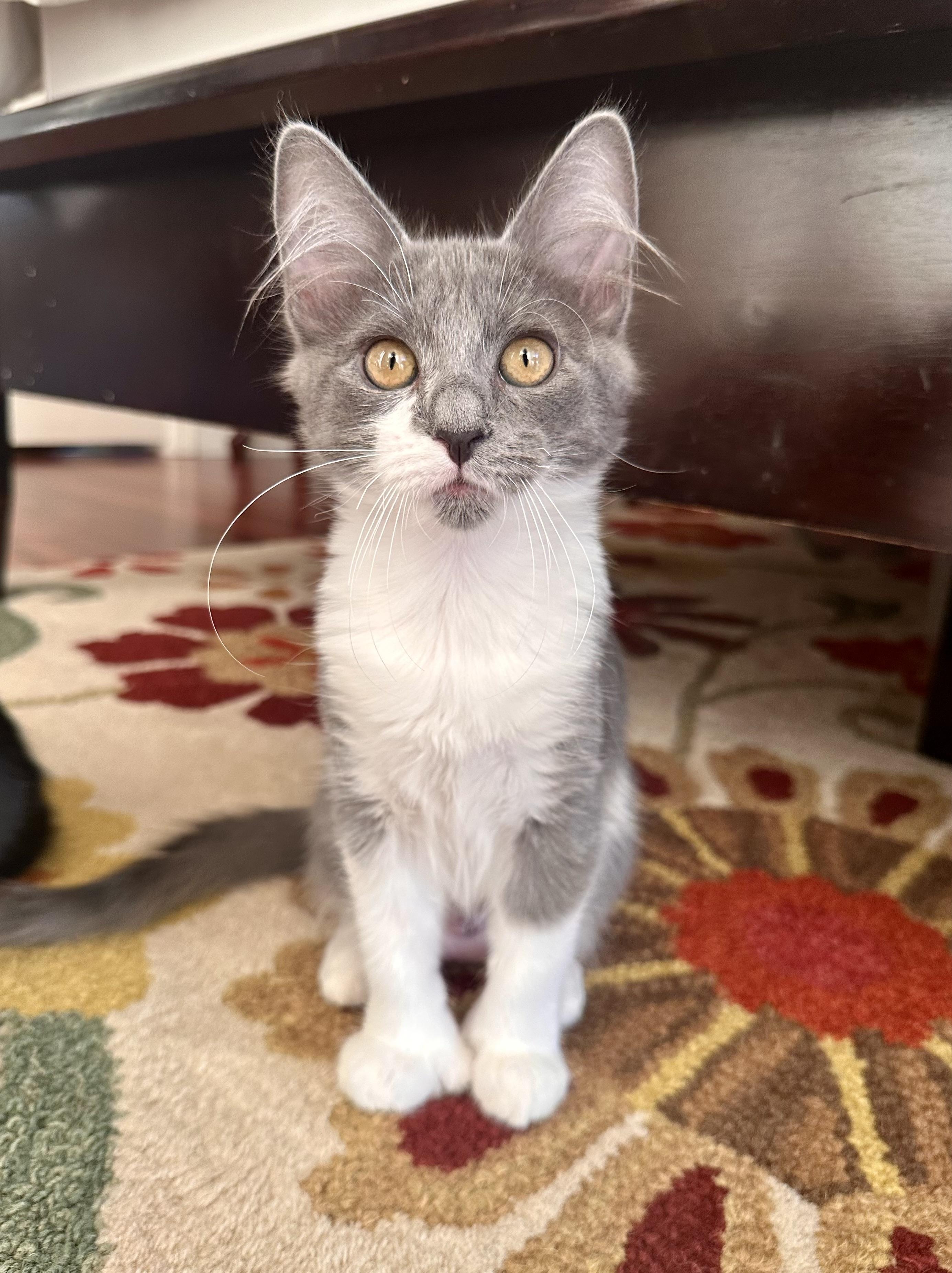 Enlarge Figgy, a Adoptable Domestic Short Hair in Chandler, AZ image 1/4
