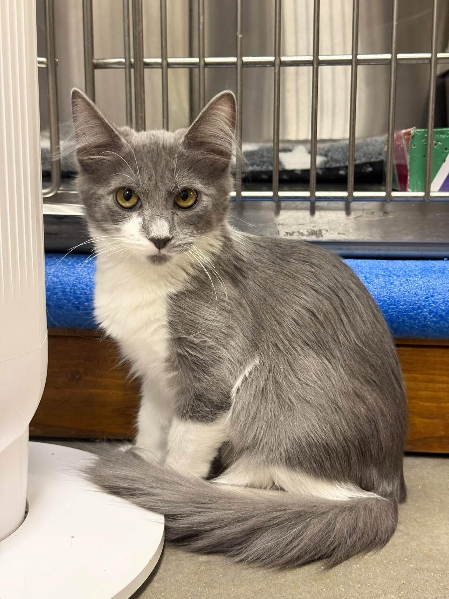 Enlarge Figgy, a Adoptable Domestic Short Hair in Chandler, AZ image 4/4