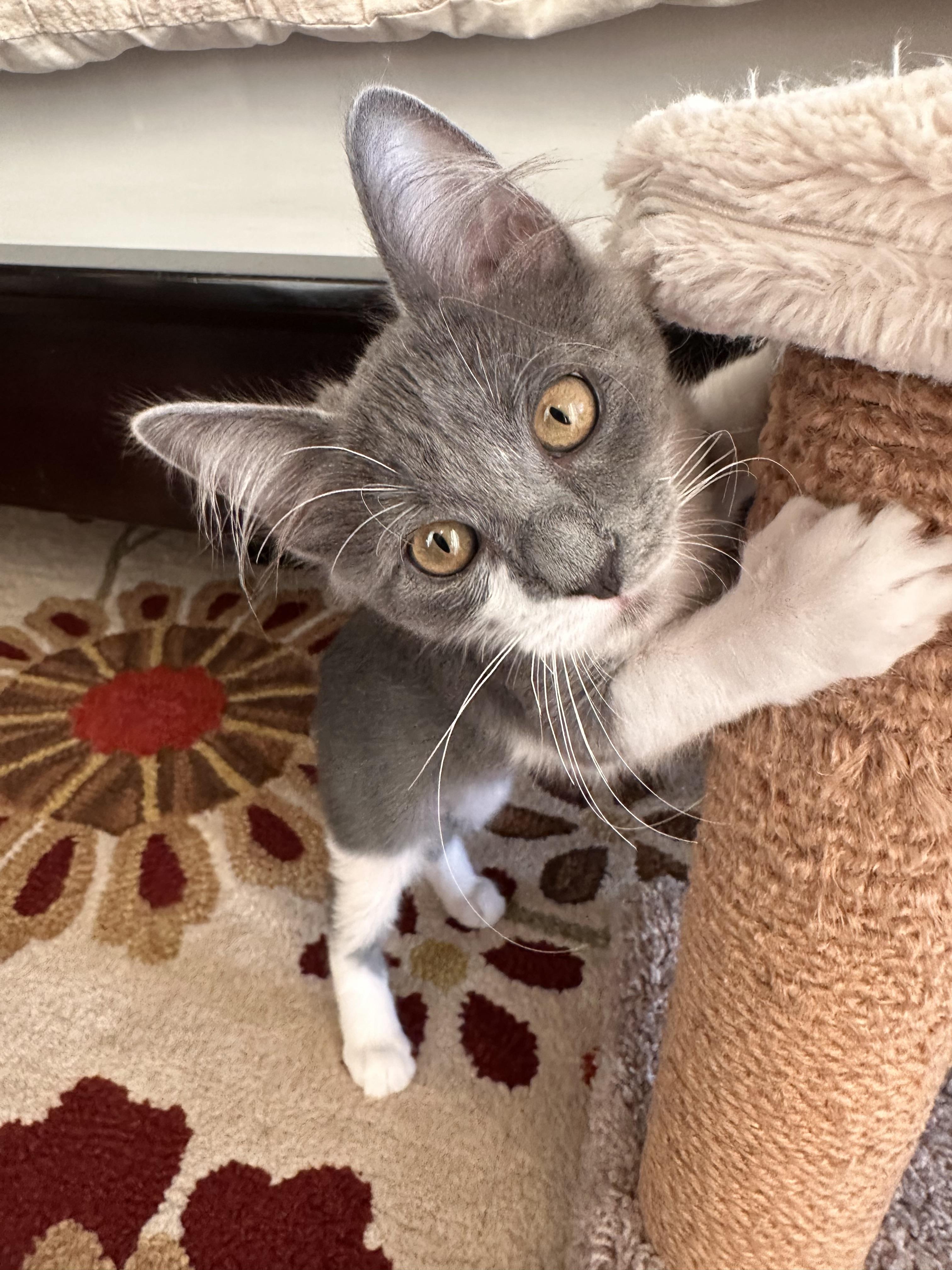 Enlarge Figgy, a Adoptable Domestic Short Hair in Chandler, AZ image 2/4