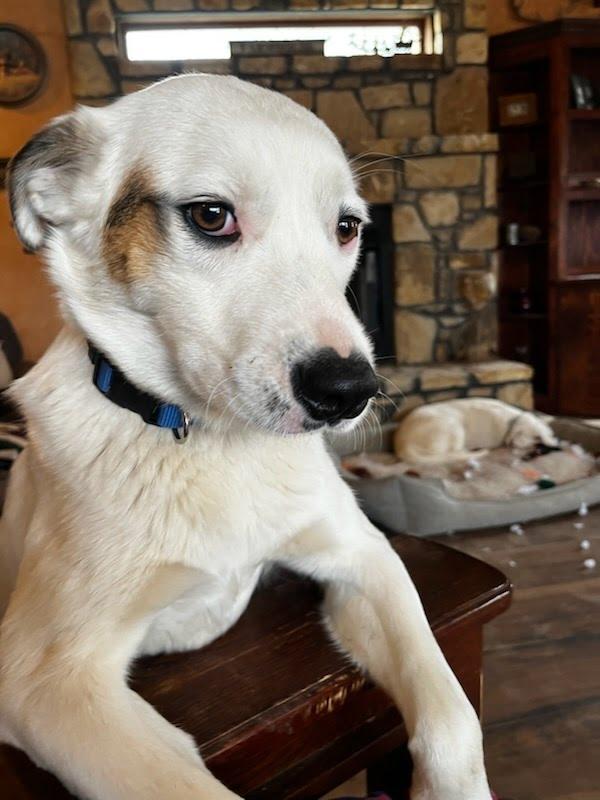 Enlarge Kk, a Adoptable Labrador Retriever in Winter Park, CO image 1/3