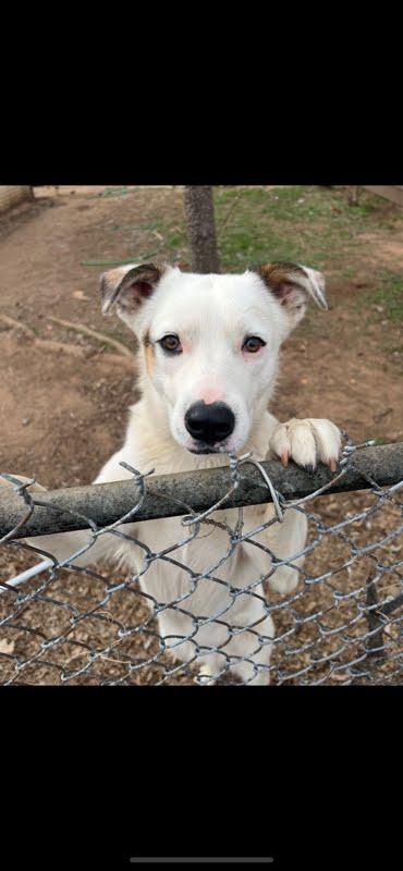 Enlarge Kk, a Adoptable Labrador Retriever in Winter Park, CO image 2/3