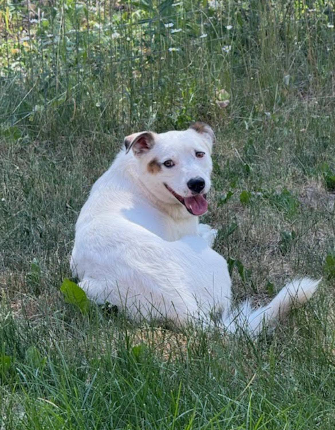 Enlarge Kk, a Adoptable Labrador Retriever in Winter Park, CO image 3/3