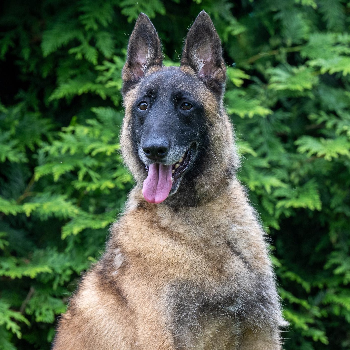 Enlarge Skadi, a Adoptable Belgian Shepherd / Malinois in Chester Springs, PA image 1/6