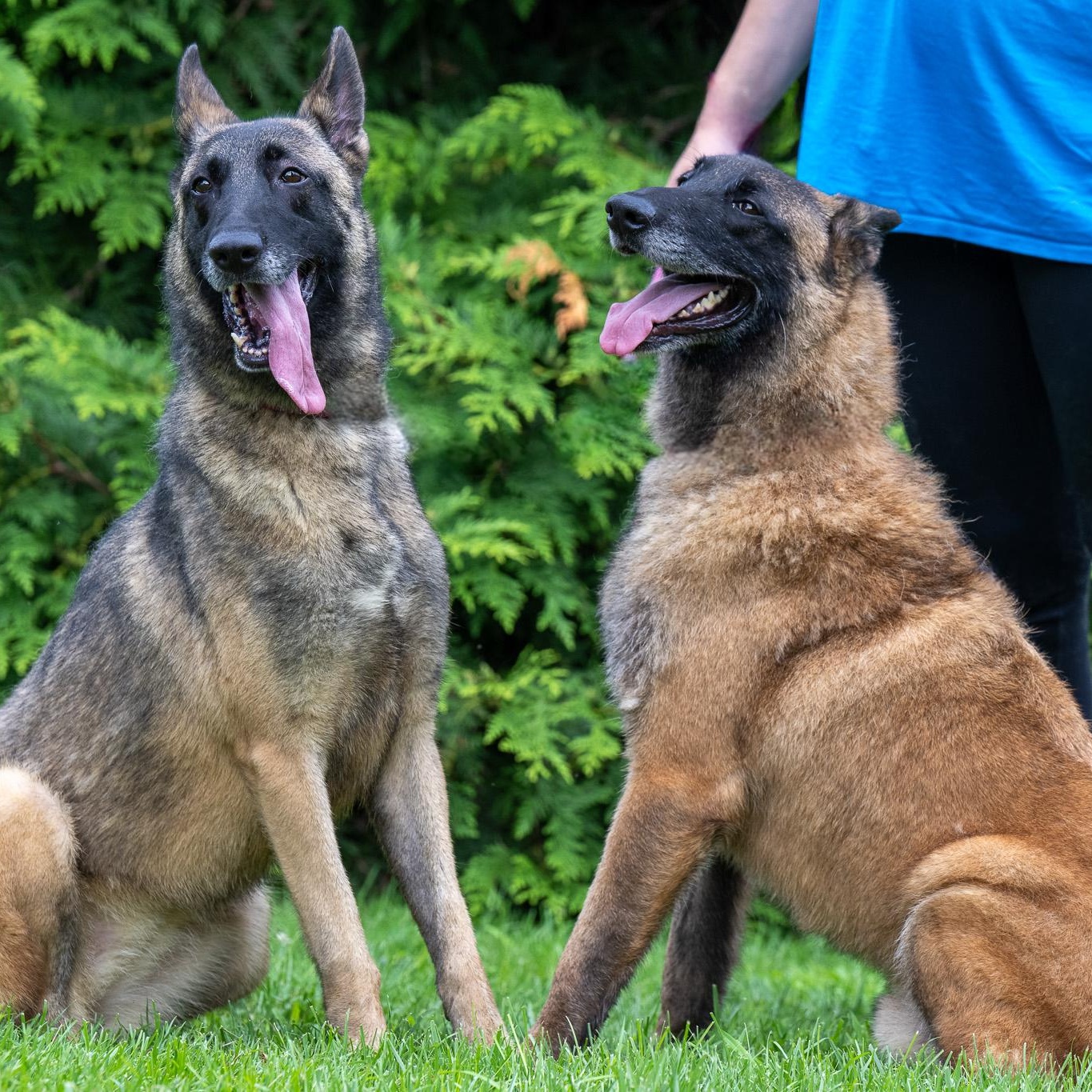 Enlarge Skadi, a Adoptable Belgian Shepherd / Malinois in Chester Springs, PA image 5/6