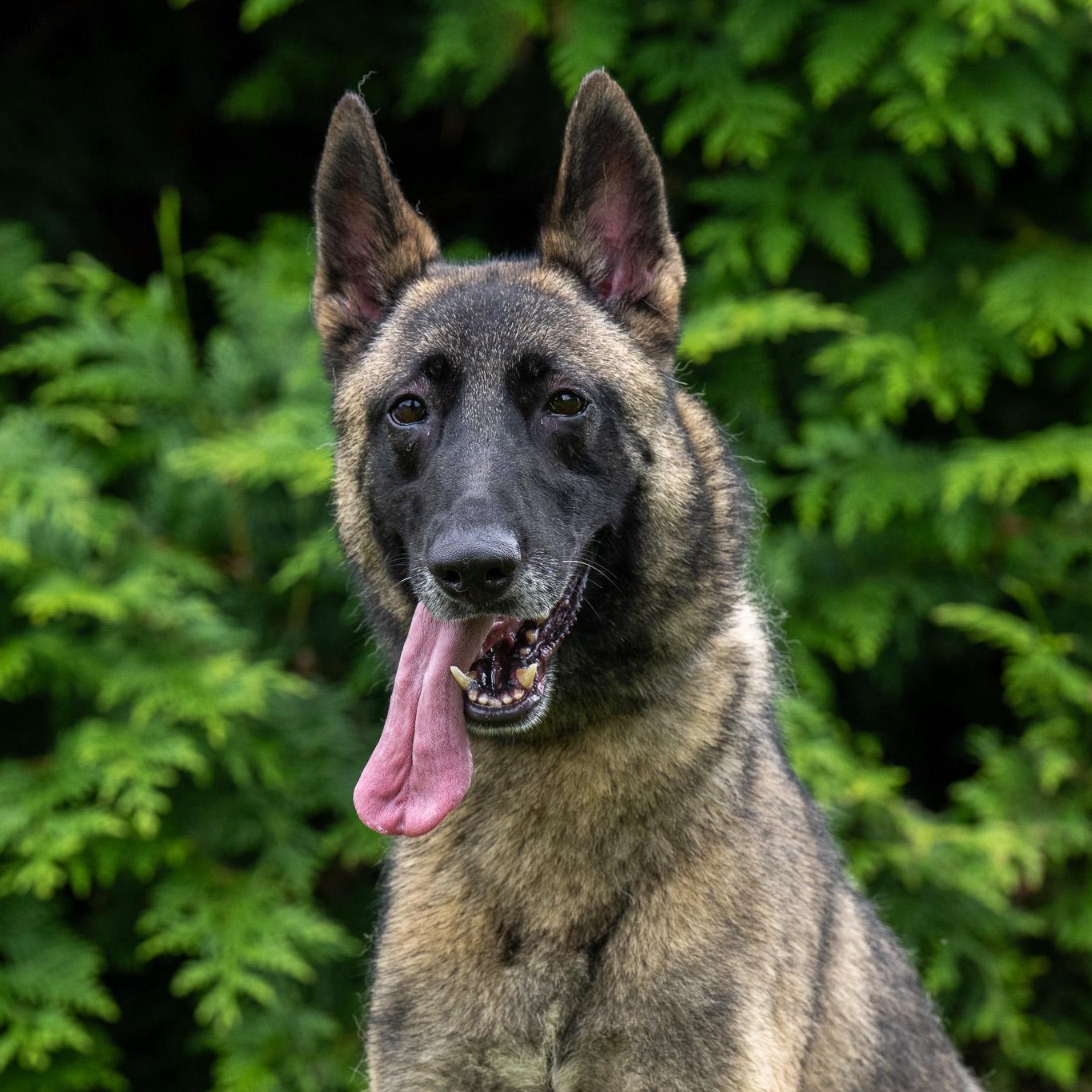Enlarge Skadi, a Adoptable Belgian Shepherd / Malinois in Chester Springs, PA image 4/6