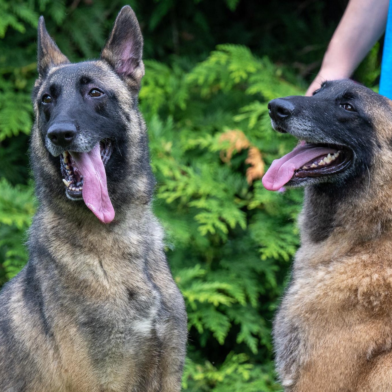 Enlarge Skadi, a Adoptable Belgian Shepherd / Malinois in Chester Springs, PA image 6/6