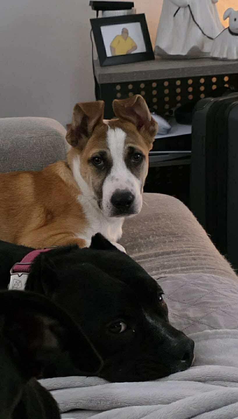 Enlarge Jacob, a Adoptable mixed breed in Portland, ME image 4/6