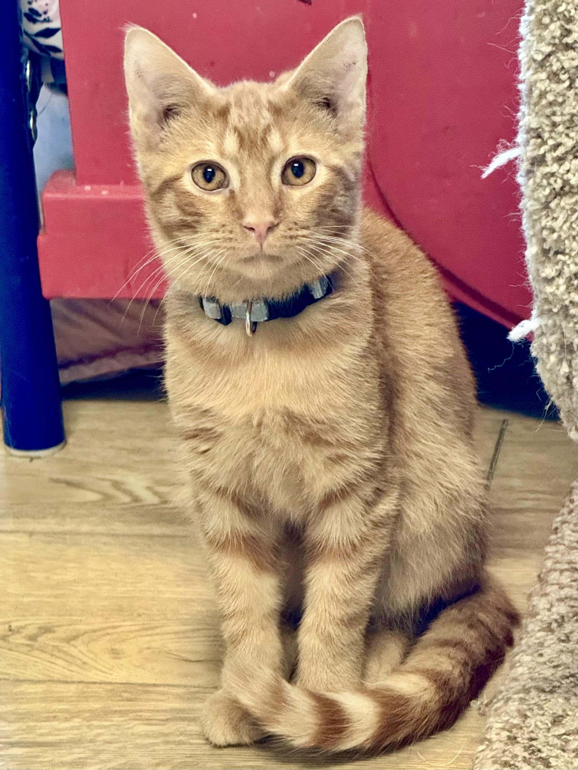 Enlarge Todd, a Adoptable Tabby in Scottsburg, IN image 1/1