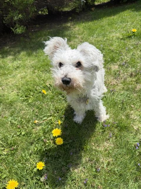 Enlarge BEYO (was bebe), an adopted Miniature Schnauzer in Montreal, QC image 2/2
