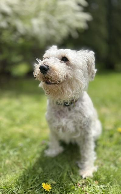 Enlarge BEYO (was bebe), an adopted Miniature Schnauzer in Montreal, QC image 1/2