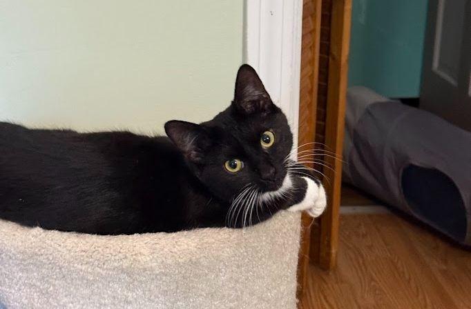 Sylvie, Adoptable, Kitten Female Domestic Short Hair.