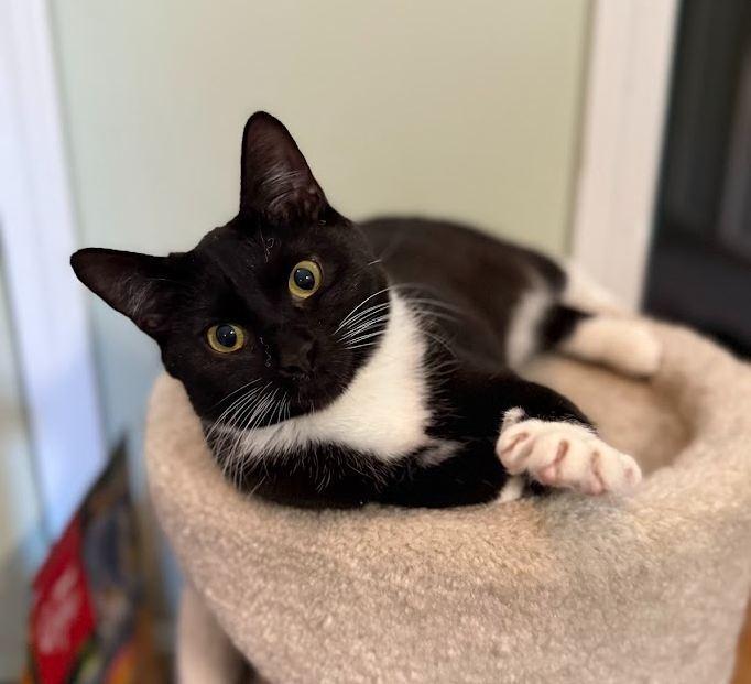 Enlarge Sylvie, a Adoptable Domestic Short Hair in Hudson, NH image 2/6