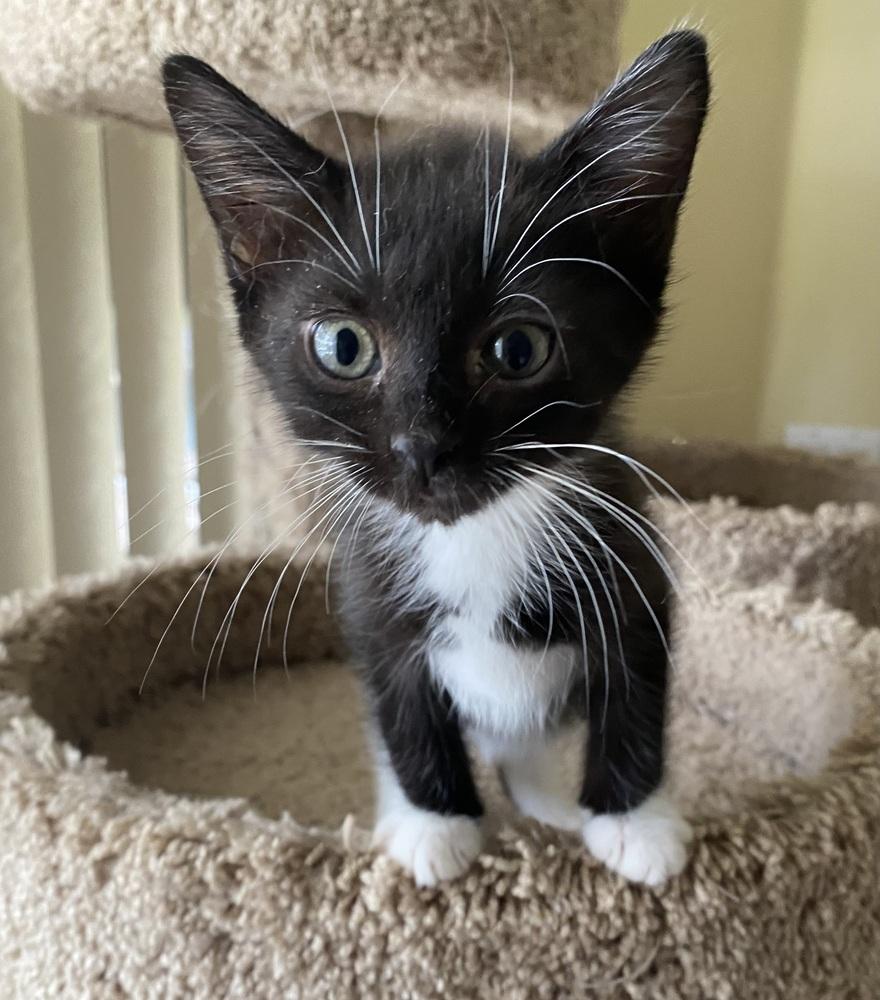 Enlarge Sylvie, a Adoptable Domestic Short Hair in Hudson, NH image 3/6