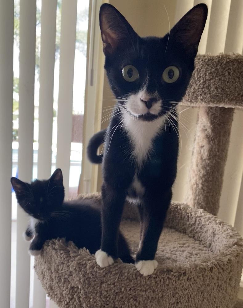 Enlarge Sylvie, a Adoptable Domestic Short Hair in Hudson, NH image 4/6