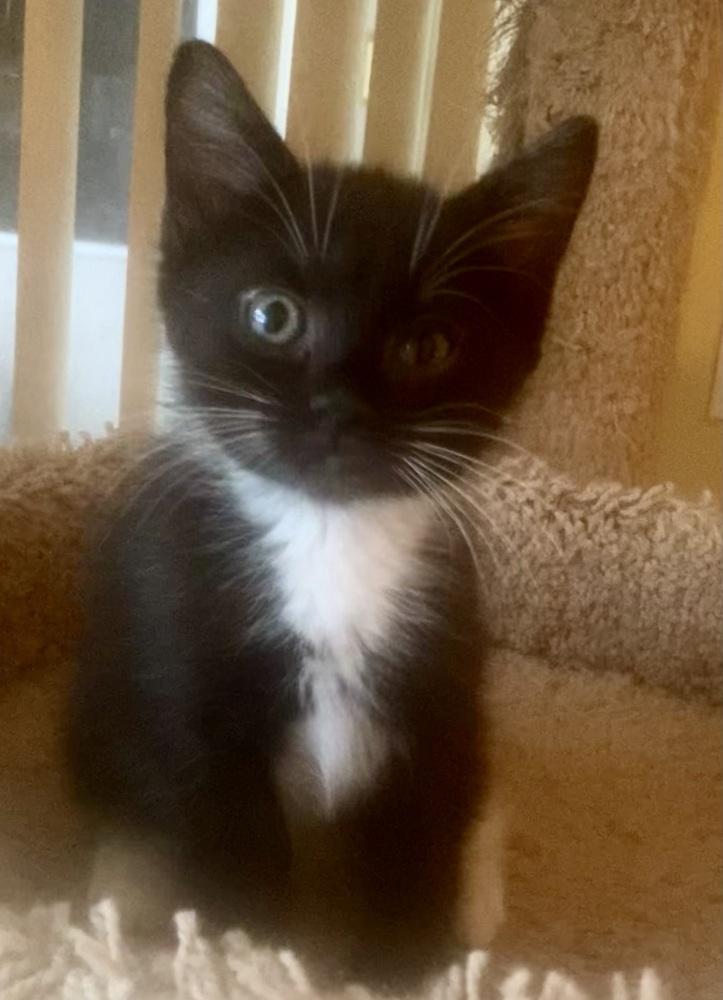 Enlarge Sylvie, a Adoptable Domestic Short Hair in Hudson, NH image 5/6