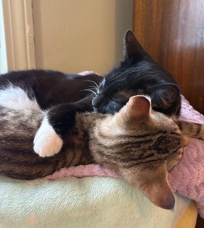 Enlarge Sylvie, a Adoptable Domestic Short Hair in Hudson, NH image 6/6